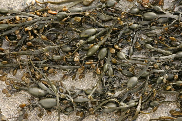 Ascophyllum nodosum