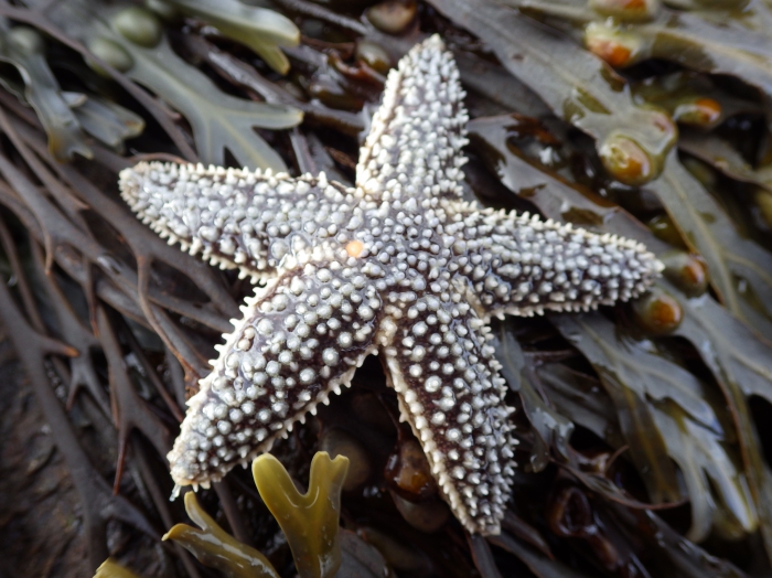 Asterias forbesi