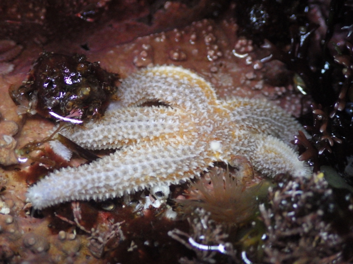 Asterias rubens