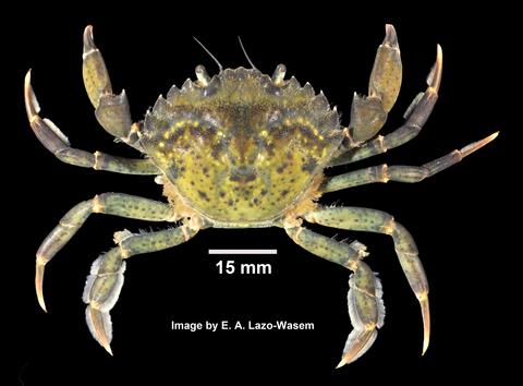 Carcinus maenas