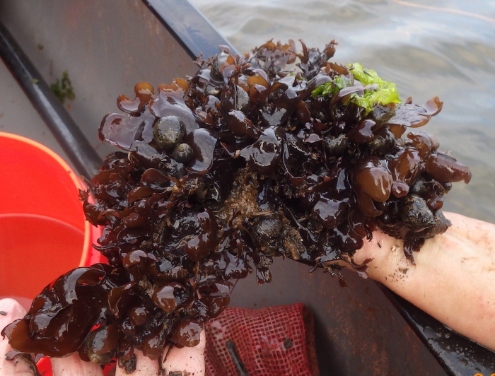 Chondrus crispus