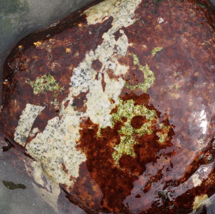 Hildenbrandia rubra