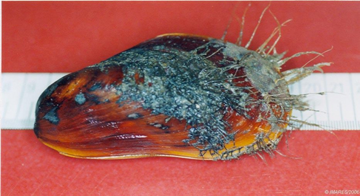 Modiolus modiolus