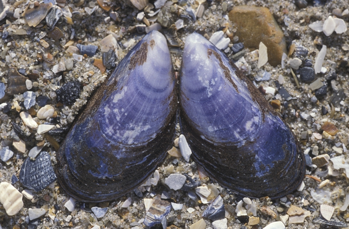 Mytilus edulis