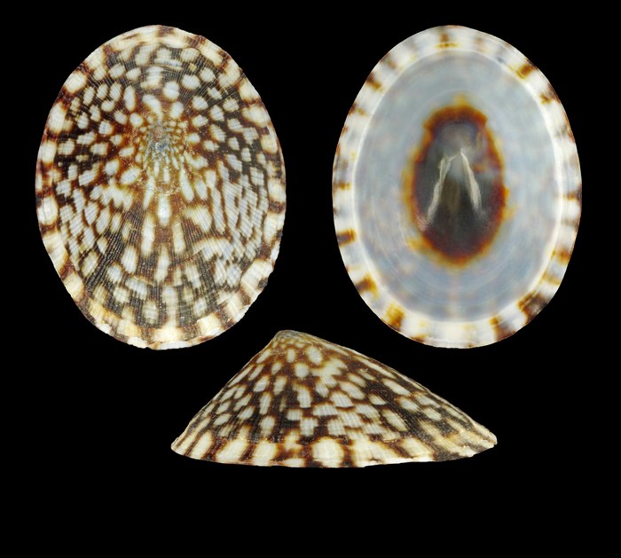 Testudinalia testudinalis