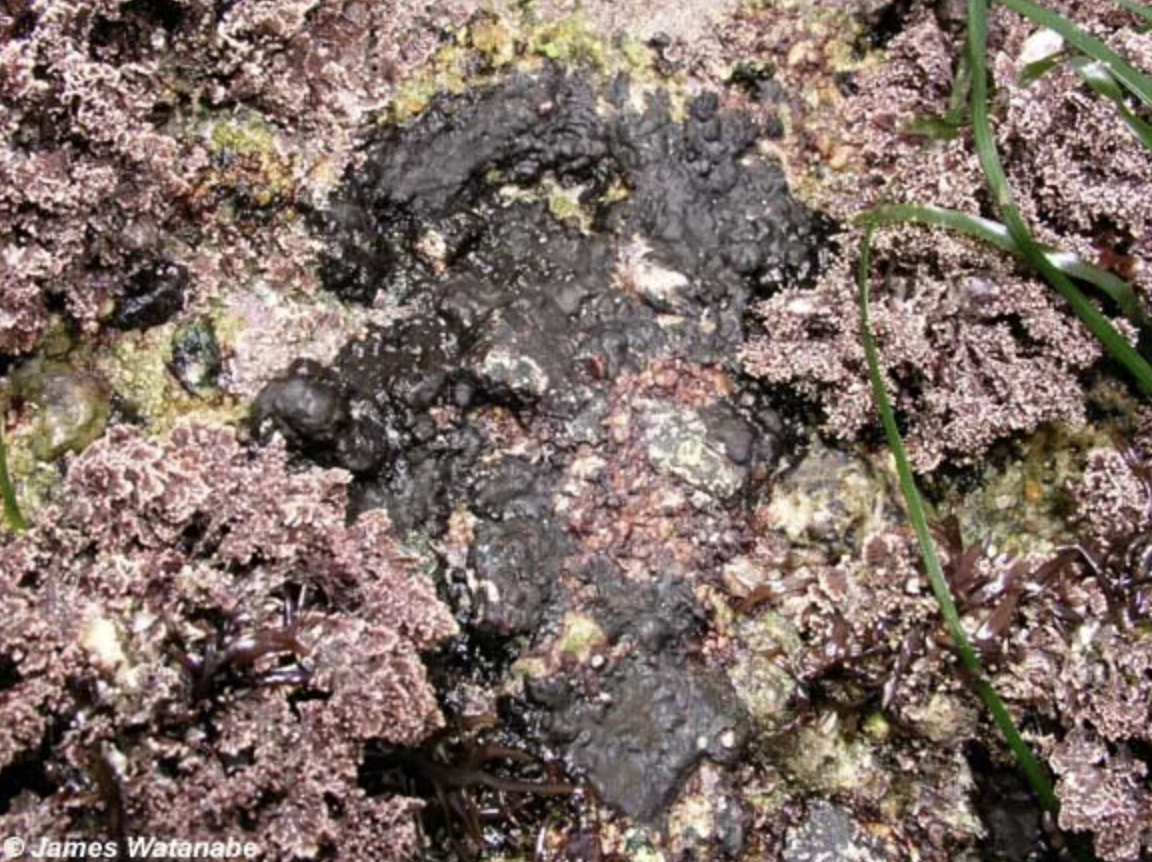Unknown brown fleshy crust