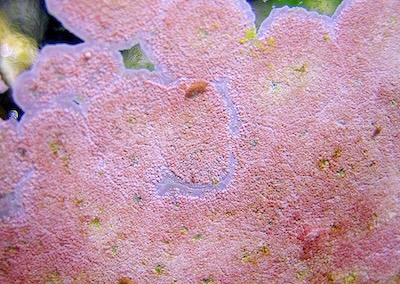 Unknown Crustose Coralline Algae