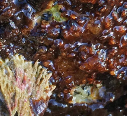 Unknown fleshy algal crust