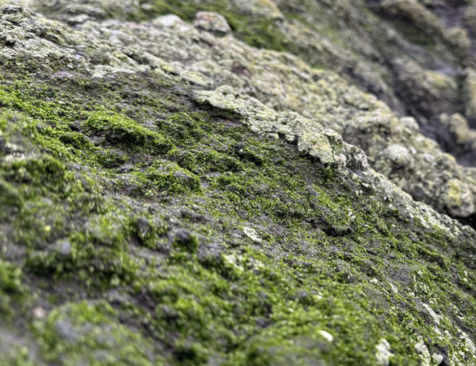 Unknown green fleshy crust