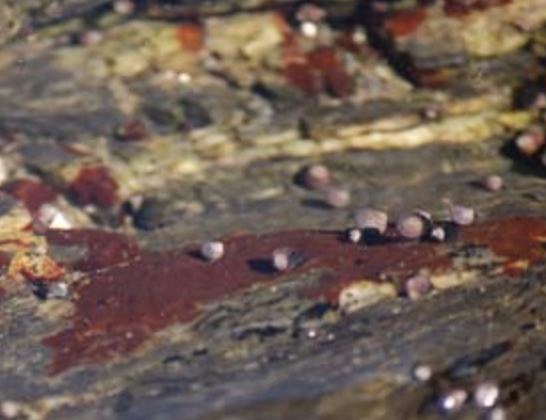 Unknown red fleshy crust